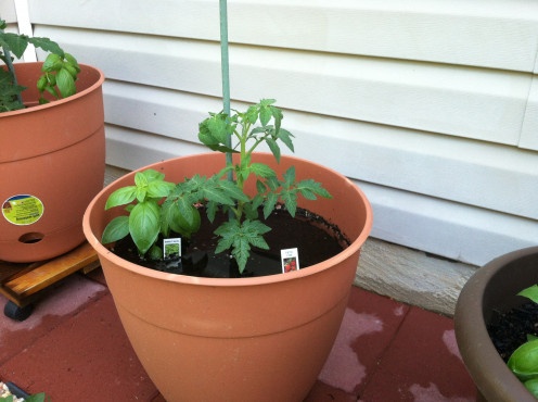 May 16th: Porch tomato and basil.