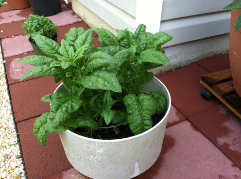 May 16th: Spinach ready for harvest.