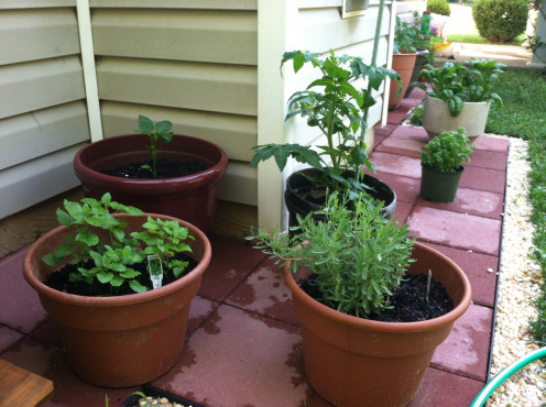 May 16th: Lavender and lemon balm in front; basil and tomato in back.