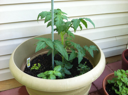 May 16th: Mountain pride tomato getting big and oregano hanging in there.