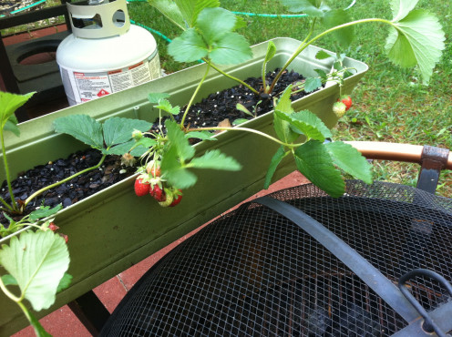 May 16th: Strawberries.
