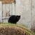 Black cats mean good luck to some, particularly to the witches whose familiar spirits inhabit black cats' bodies. Black cats mean good luck to some, particularly to the witches whose familiar spirits inhabit black cats' bodies.