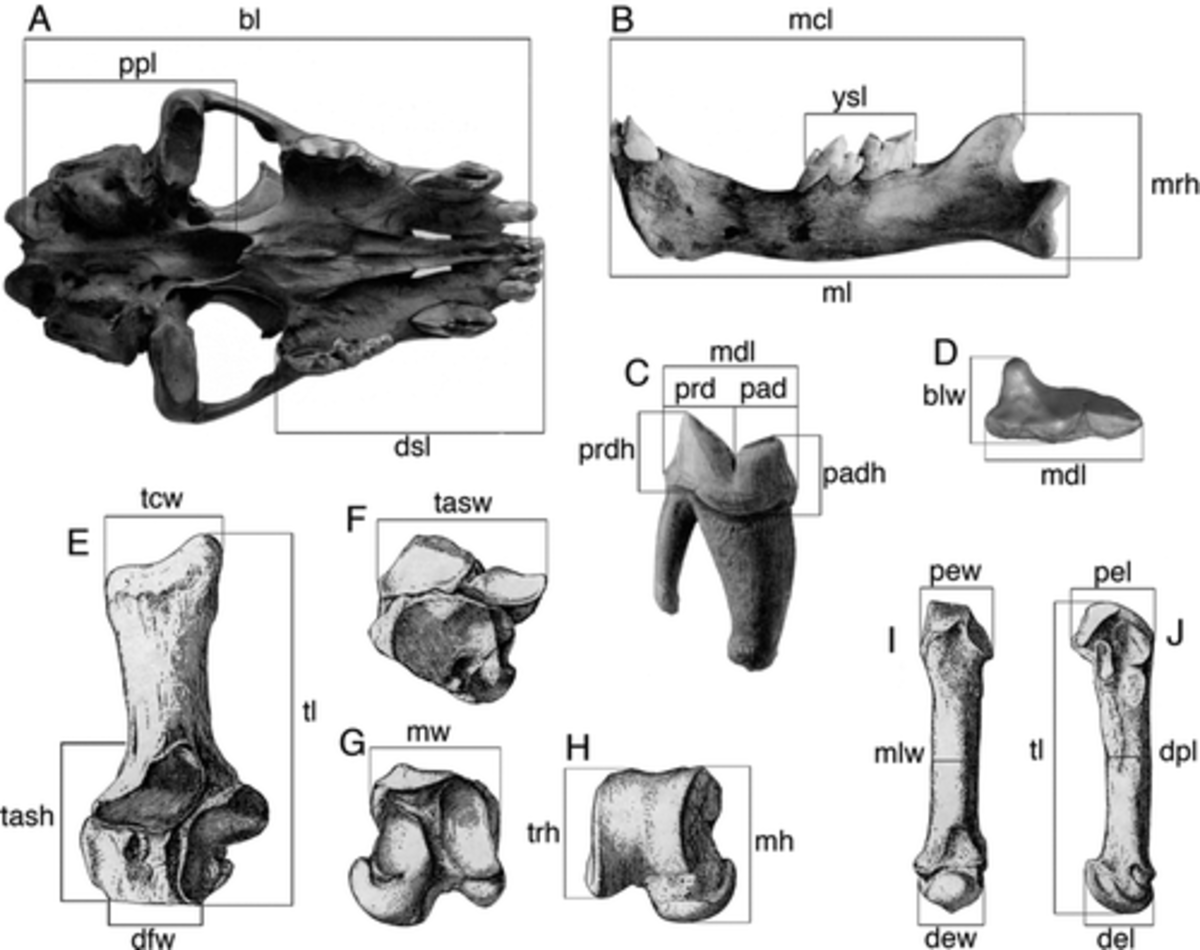 Promegantereon bones from Batallones 1 and 3. Young individuals of this saber-toothed cat seem to have been particularly vulnerable to the pits.