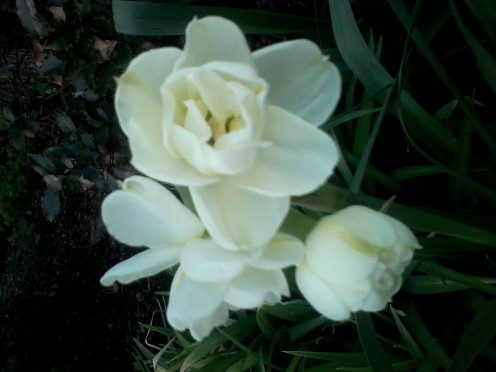 Great picture of a white flowering Daffodil.
