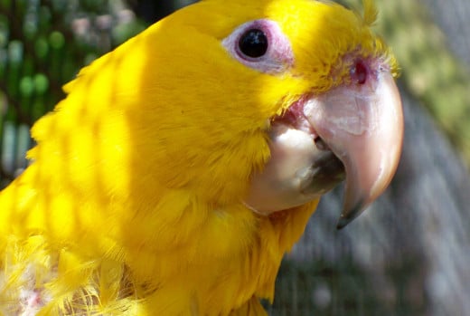 Yellow parrot