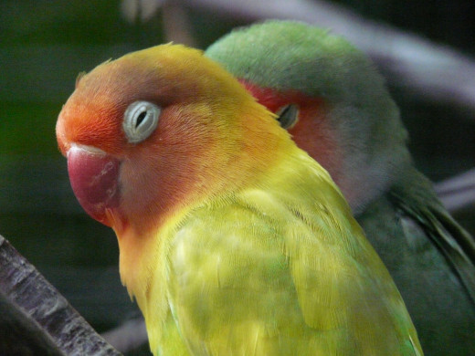 Yellowish Eclectus Parrot