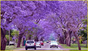 The jacarandas trees in flower is a sight to see early in spring when the jacaranda trees are in flower, this may or may not be New Farm Park but sure it looks very much like it is. 
