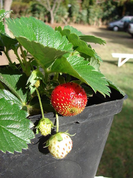 Here is a potted strawberry plant that was grown in a nursery that sells strawberry plants.