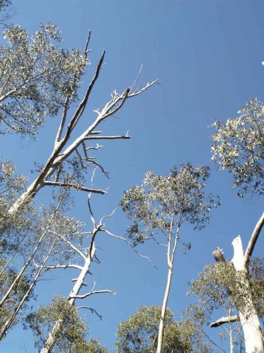 Ghostly Trees near Cradle Mountain