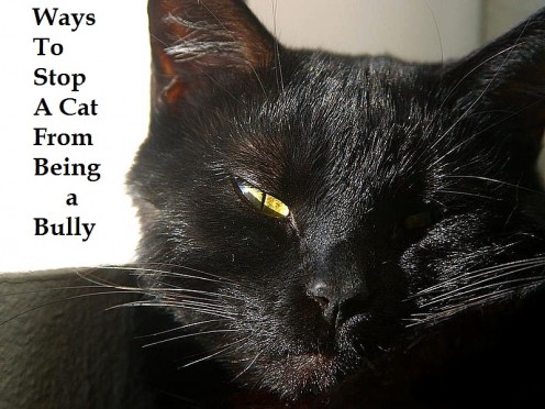 Best Ways to Stop a Cat From Being a Bully Best Ways to Stop a Cat From Being a Bully
