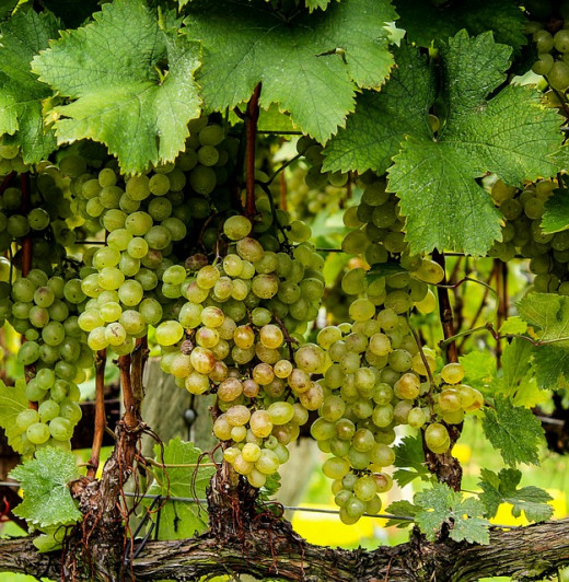 Growing grapes can be so rewarding.