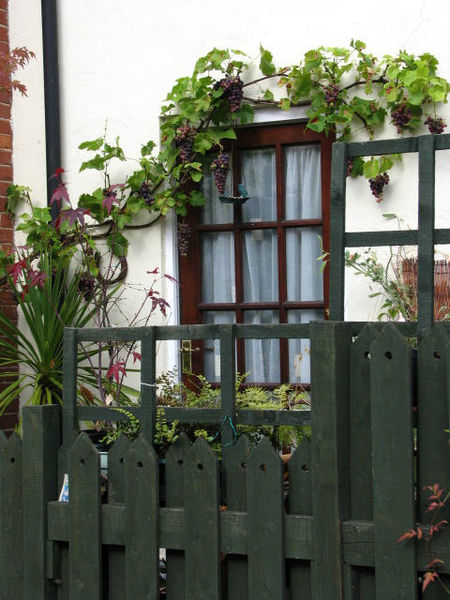 A trellis is important to support climbing fines.