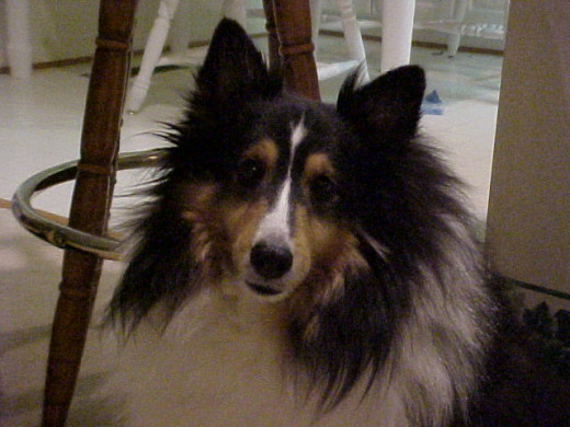 Many breeds of collies have been known to have vaccine reactions. 