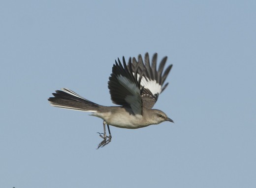 Northern Mockingbird in Flight