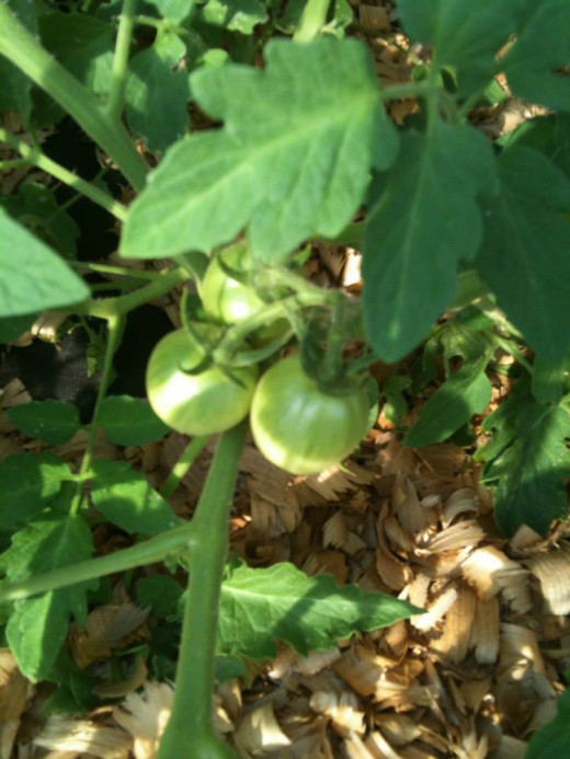 Green tomatoes on the vine.