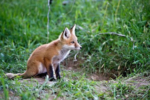 A wild fox.