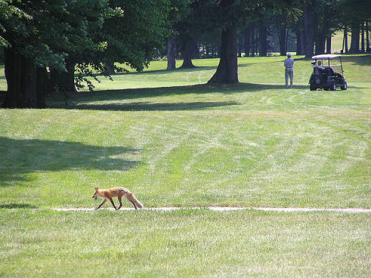 A fox casually strolling through a golf course.