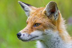 Fox Tales: True Stories from Real People about Wild Foxes