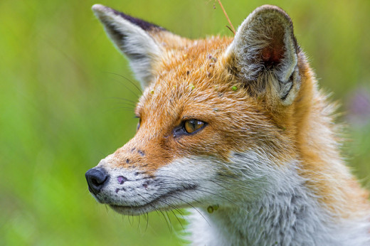 The Crazy Fox The Crazy Fox