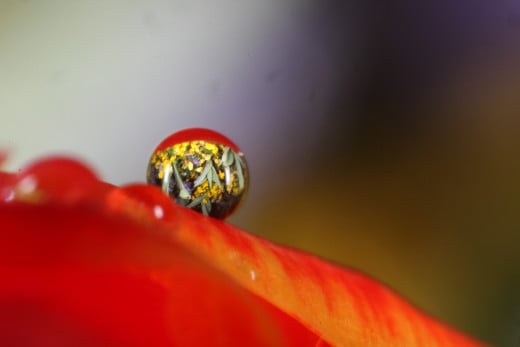 Water drop on a red Tulip.