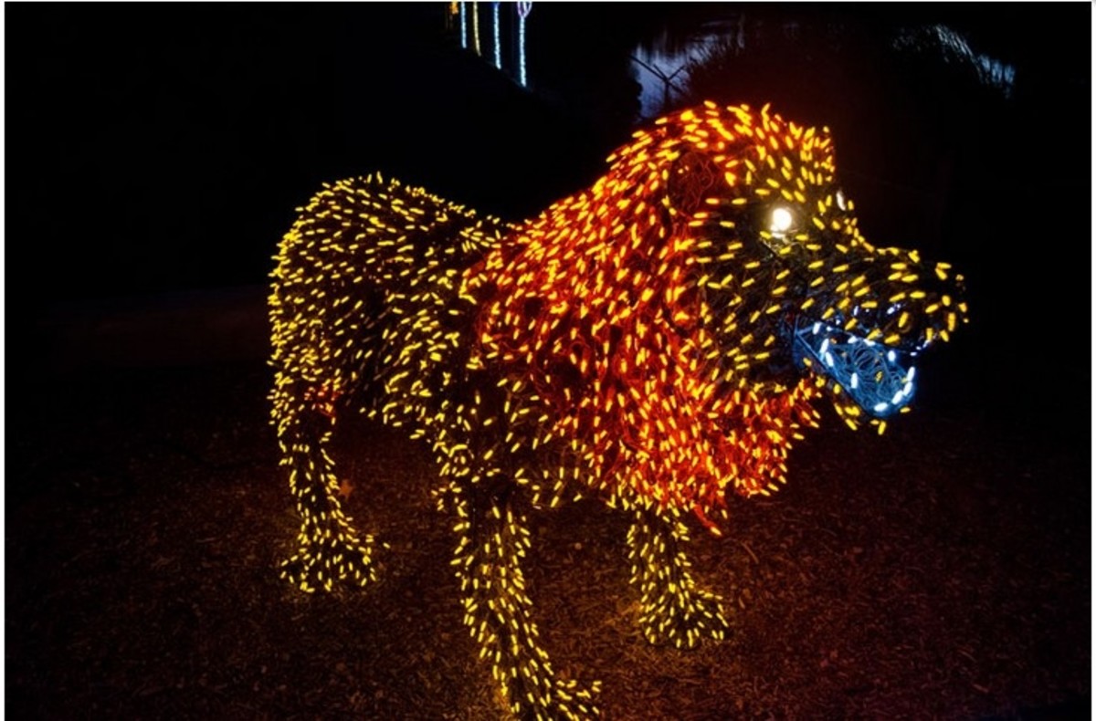 Phoenix Zoo Attraction With 3.5 Million Lites for Christmas