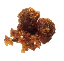 Guggul resin is extracted from the guggul plant and used for various medicinal purposes. 