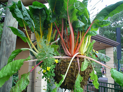 Swiss chard can be a perfect vegetable choice for a hanging garden