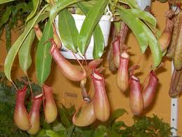 A Pitcher Plant can make an excellent addition to your hanging garden.