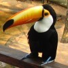 junglekid profile image
