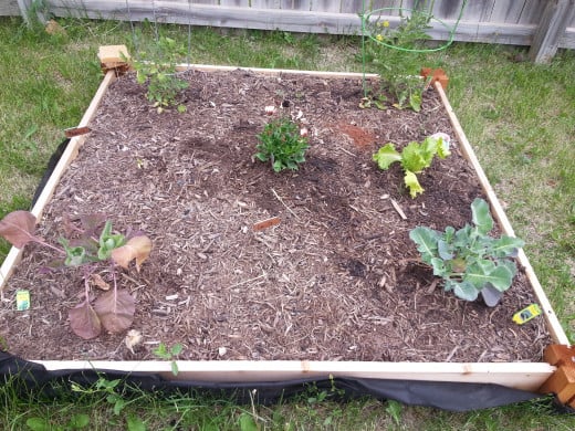 Peppers and Carrots are occupying those spots where nothing seems to be growing. Tomatoes are in the back. Flowers for pollination in the middle. Front left is brussel sprouts, front right is cauliflower, and middle right can't remember now. 