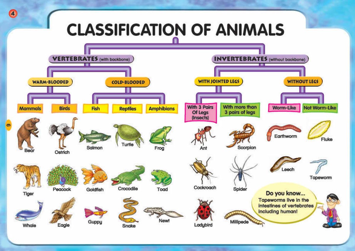 Facts about Animals: It’s Types and Classification | HubPages