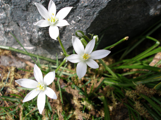 Small elements like this Star of Bethlehem soften the area around rocks and hardscapes.
