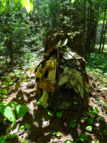 Fairy Houses: A Link to Children and Nature Through Imagination.