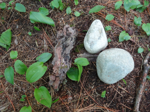 I pick a couple rocks that would make good furniture and a piece of bark that could be a bench or even a bed.