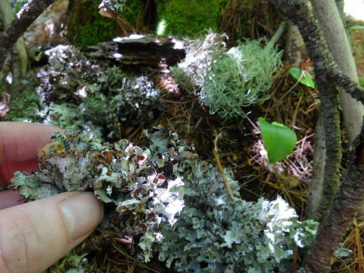 I use the lichen as the floor of the house to give the fairy a nice comfy flooring. You can also use pine needles..or just the soil that is already there.