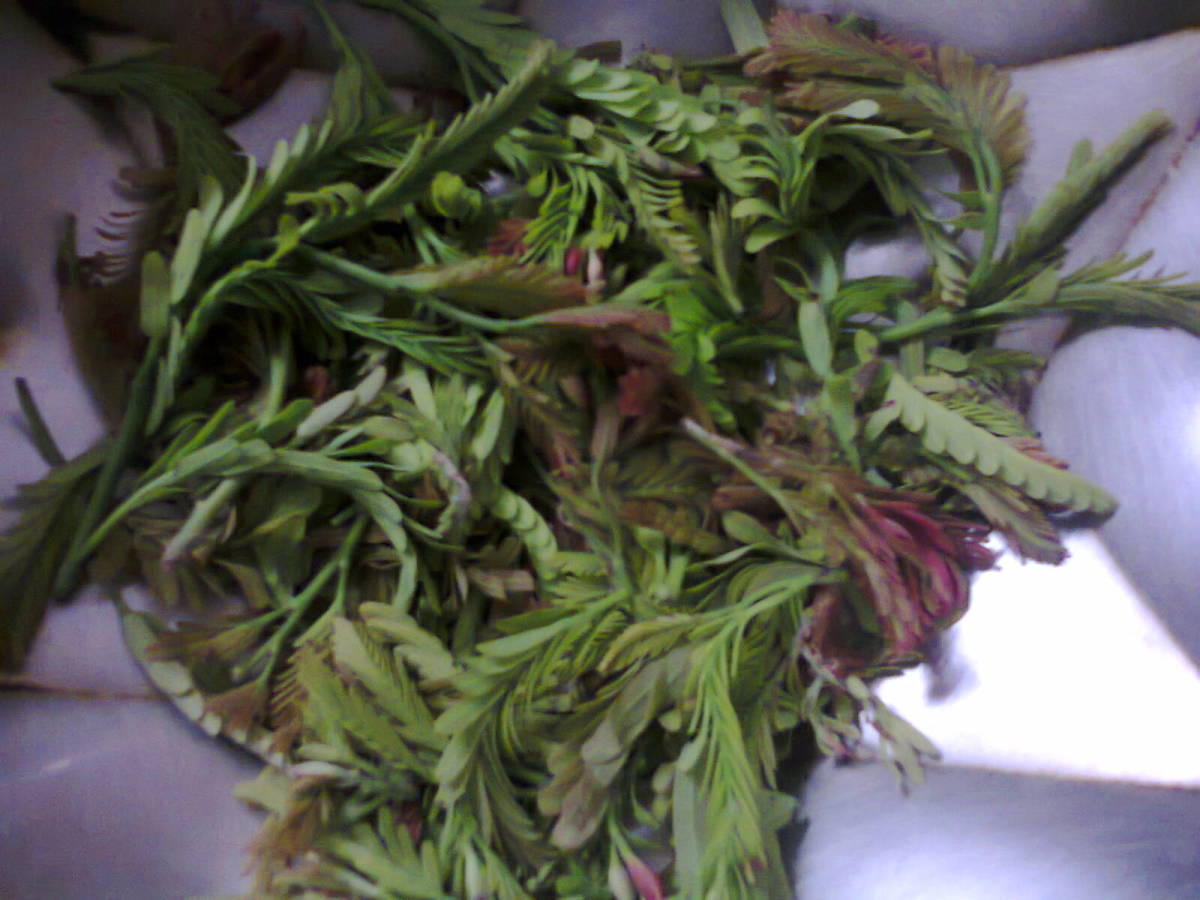 fresh young tamarind leaves instead of tamarind