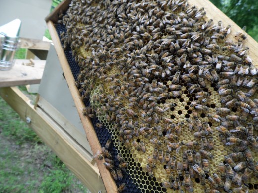 Frame full of honey bees with the queen strolling around.