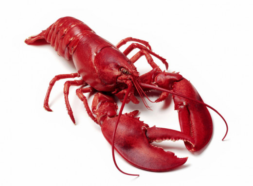 Yummy, lobster makes me happy!