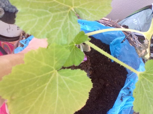Zucchini in a hanging basket