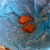 Terracotta chards