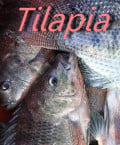 Tilapia: 5 Things You Didn't Know About This Fish