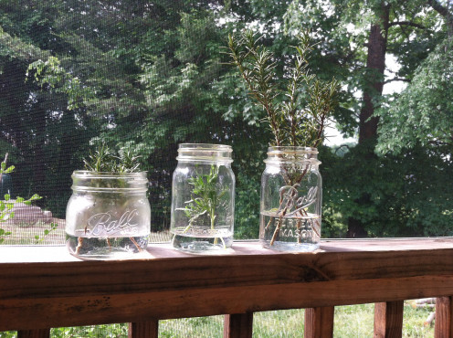 May 17: Jars placed in sun - will add water as necessary and watch for roots.