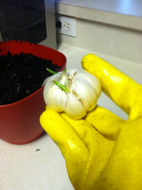 May 18: I tried to plant any that were already sprouted and composted the rest.