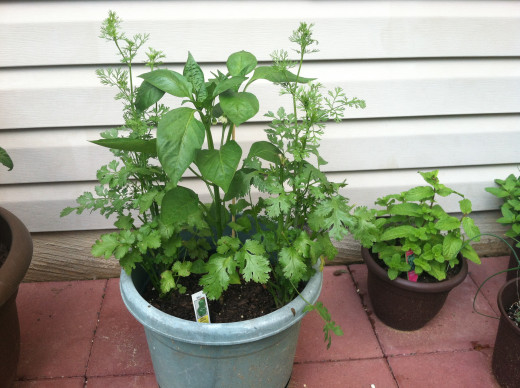 May 30: Pepper and cilantro - need to keep cutting cilantro before it flowers.