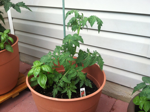 May 30: Patio tomato and basil - both doing well.