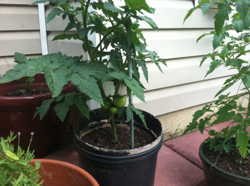 May 30: More tomatoes.