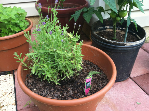 May 30: Lavender looking healthy but small. Finally sprouting some flowers at the top.