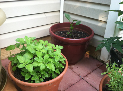 May 30: I thought that was a lone basil in the back and snipped the top. That's when I realized it is a pepper plant. Oops.