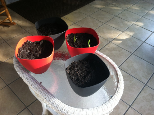May 31: Garlic pots. One pot has broken through.