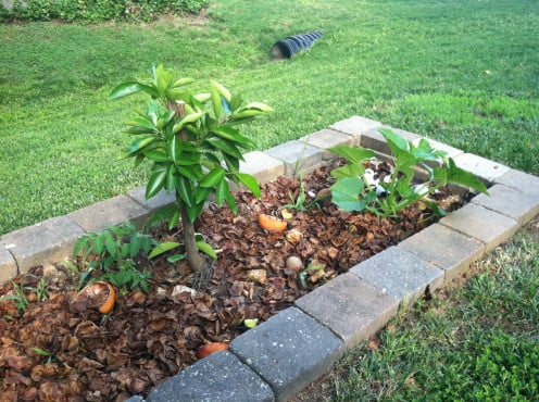 May 31: Compost pile and orange tree - notice the volunteer tomato (left) and squash (right).